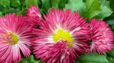 Zarif bir şekilde yemyeşil yapraklarla çevrili güzel pembe çiçekler çeşitli çiçek tasarımları için mükemmeldir.