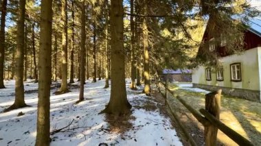 Saf kar tozu ile süslenmiş, güneşli çam ağaçları sergilenen sakin bir kış manzarası.