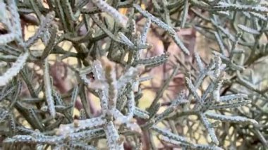 Zengin yeşil yaprakları, karmaşık dokularını ve doğal formlarını güzel bir şekilde sergileyen yakın plan bir görüntü.