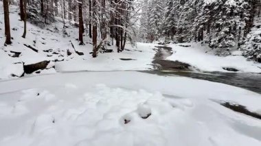 Güzel, sakin bir kış sahnesi, karla kaplı bir zemin, yüksek ağaçların arasında yavaşça akan bir nehrin yanında.