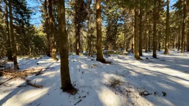 Huzurlu ve huzurlu bir kış sahnesi karla kaplı bir zemin her yerde yüksek, görkemli ağaçlarla gösteriliyor.