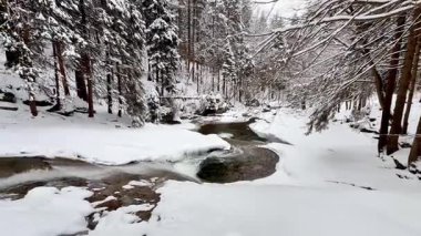 Ladin ormanında karla kaplı bir dağ nehri. Yüksek kalite 4k görüntü