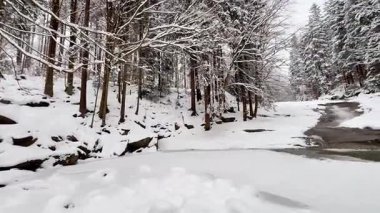 Huzurlu ve huzurlu bir kış manzarası karlı bir nehir kıyısı ve yakınındaki şekerli ağaçlarla birlikte.