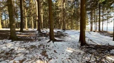Sakin ve sakin bir kış ormanı sahnesi karla kaplı zemini ve görkemli çam ağaçlarını gözler önüne seriyor.