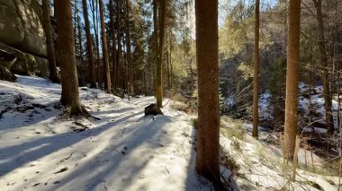 Güneşli ağaçların yanında karla kaplı güzel bir zeminin yer aldığı sakin ve huzurlu bir kış ormanı sahnesi.