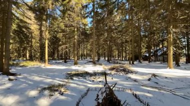 Açık mavi gökyüzünün altında karla kaplı güzel bir zemin ve görkemli ağaçların yer aldığı pitoresk bir kış sahnesi.
