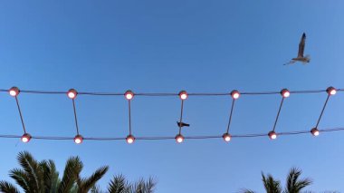 Gün boyunca açık mavi gökyüzünün altında, ışıklarla süslenmiş, telin üzerindeki büyüleyici bir kuş huzur verici bir sahne yaratır.