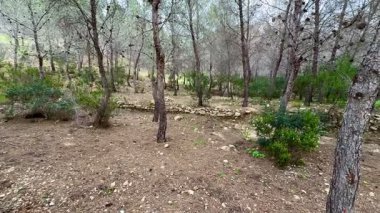 Yükselen çam ağaçları ve dolambaçlı kayalık yollarla karakterize edilen yemyeşil bir ormanın dingin güzelliğini derinlemesine araştır.