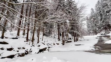 Huzurlu ve huzurlu bir kış manzarası karlı bir nehir kıyısı ve yakınındaki şekerli ağaçlarla birlikte.
