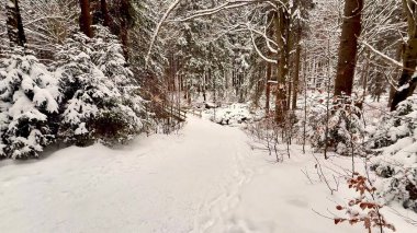Sakin, huzurlu ve karlı bir patika sakin ve sakin bir kış ormanı boyunca zarafetle kıvrılıyor.