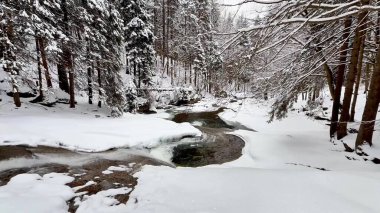 Ladin ormanında karla kaplı bir dağ nehri. Yüksek kalite 4k görüntü