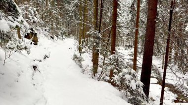Güzel ve sakin bir kış sahnesi, karla kaplı ağaçların arasında huzurlu, karlı bir yol sergiliyor.