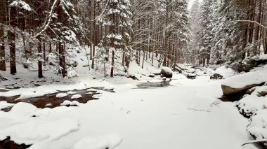 Kış ormanı nehri. Yüksek kalite 4k görüntü