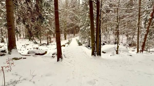 Yumuşak karla kaplanmış ve sakin manzaralarla çevrili sakin bir ormanda kış patikası.