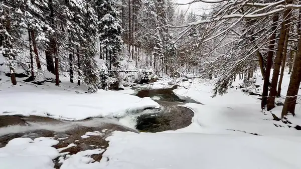 Ladin ormanında karla kaplı bir dağ nehri. Yüksek kalite 4k görüntü