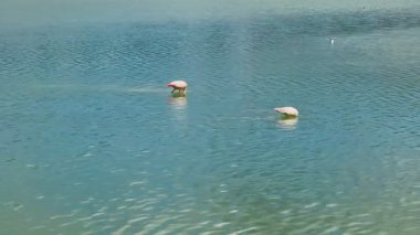 Flamingolar sakin mavi sularda zarifçe yürürler, doğanın huzurlu ve resimsel güzelliğini sergilerler.