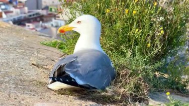 Yeşil bitkilerle çevrili bir kayanın üzerinde rahatlayan bir martı ve uzaktaki güzel bir şehir manzarası.