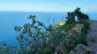 Sersemletici bir sahil manzarası, sakin ve sakin bir deniz zeminine kurulmuş canlı kır çiçeklerini yakalıyor.