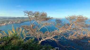 Huzurlu sahil şeridinin nefes kesici ve pitoresk manzarası güzel çerçevelenmiş uzun bir ağaç tarafından.
