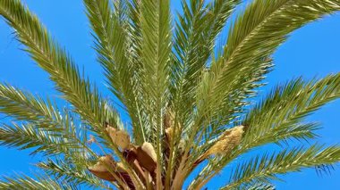 Parlak mavi bir gökyüzünün altında sallanan yemyeşil yapraklarıyla uzun bir palmiye ağacının çarpıcı ve canlı görüntüsü.