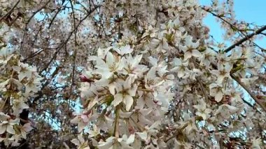 Kiraz çiçekleri parlak mavi bahar gökyüzüne karşı güzel beyaz çiçekler sergiler, mükemmel bir mevsimlik manzara yaratır.