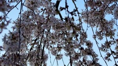 Sersemletici kiraz çiçekleri parlak mavi gökyüzüne hafifçe sallanarak güzel baharın özünü mükemmel bir şekilde yakalıyor.