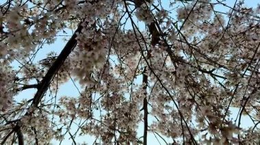 Göz kamaştırıcı bir kiraz çiçekleri manzarası engin, dingin, mavi bir gökyüzünü güzel bir ilkbahar gününde çerçeveliyor.