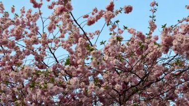 Pembe kiraz çiçeklerinin berrak mavi bir gökyüzünün altında açtığı sakin bir görüntü güzelliği simgeliyor.