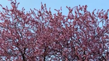 Parlak mavi gökyüzünün altında çiçek açan kiraz ağacının çarpıcı ve resimsel manzarasına tanık olun.