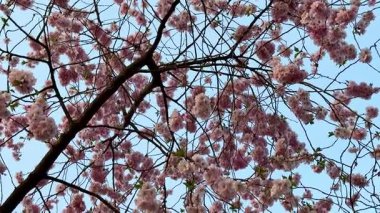 Parlak mavi gökyüzünün altında güzel bir şekilde yakalanmış kiraz çiçekleri nefes kesici güzellikler ve sükunet sergiliyorlar.