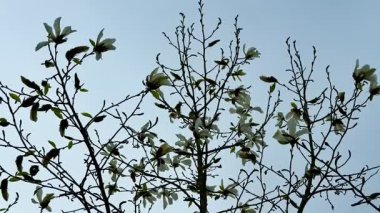 Nefes kesici bir manolya ağacı parlak, renkli çiçeklerle süslenmiş berrak mavi gökyüzüne gururla karşı duruyor.