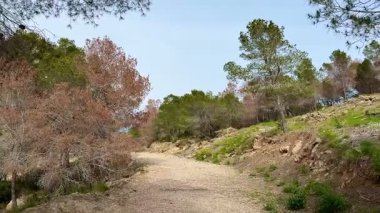 Ağaçlar ve canlı yeşilliklerle süslenmiş sakin bir yol. Yürüyüş ve doğa yürüyüşleri için ideal.