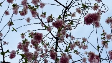 Açık mavi gökyüzüne karşı dallarla sarmalanmış narin pembe çiçeklerin huzurlu görüntüsü doğayı güçlendiriyor.