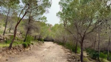 Doğayla dolu canlı ve yemyeşil bir ormanda esen huzurlu ve sakin bir yolu keşfetmek için zaman ayırın.