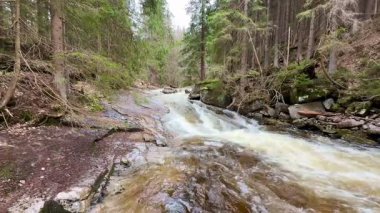 Canlı, yemyeşil bir ormanın içinden akan yumuşak bir nehrin dingin ve huzurlu güzelliğini yakala.