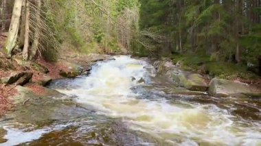 Görkemli bir nehir rengarenk ve canlı bir ormanın içinden akar, doğanın muazzam güzelliğini ve mucizesini gösterir.