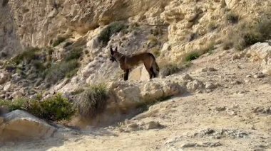 Vahşi bir köpek, doğal yaşam alanını ve doğadaki benzersiz davranışlarını sergileyerek, kayalık bir arazide gururla durur.