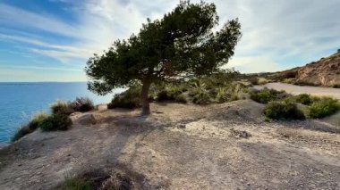 Büyüleyici kıyı manzarası canlı ve renkli bir ağacın mavi gökyüzünün altında durgun sularda durduğunu gösteriyor.