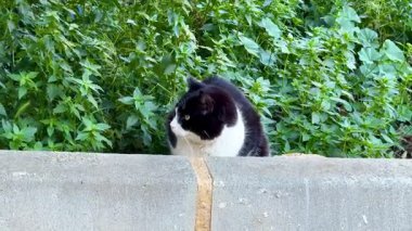 Meraklı siyah ve beyaz bir kedi, çevresindeki yemyeşil alanları gözlemleyerek dikkatle oturur.