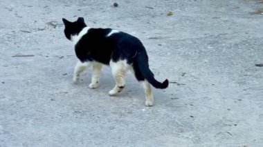 Büyüleyici bir siyah beyaz kedi hareketli bir kentsel alanda dokulu bir beton yüzey boyunca rahatça dolaşır.