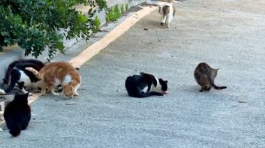 Bir grup kedi sokakta toplanıp, rahat bir ortamda yemek yerken görülebilir.