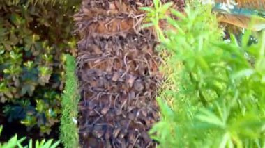 Canlı yeşil yaprakları ve palmiye yapraklarını gösteren yakın plan bir görünüm, çeşitli doğal tasarım projeleri için ideal