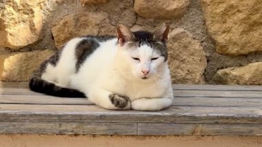 Huzurlu bir kedi kırsal taştan bir duvarın yanındaki ahşap bir bankta dinleniyor, doğada huzur ve sükuneti somutlaştırıyor.