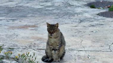 İki sokak kedisi betonun üzerinde uzanır, neşeli ve rahat doğalarını şehir ortamında sergilerler..
