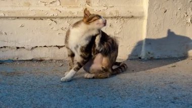 Çekici bir kedi, neşeli ve meraklı doğasını sergileyerek, nazik, sıcak güneş ışığında kendini mutlu bir şekilde temizler.