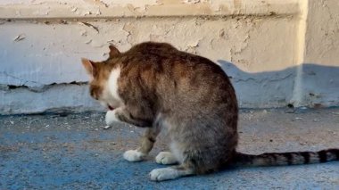 İçerik ve rahat bir kedi, açık havada kendini tımar ediyor, açıkça oyuncu ve büyüleyici doğasını sergiliyor.