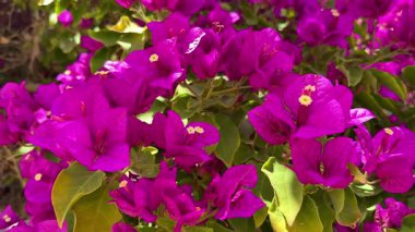 Canlı mor begonvillerin göz kamaştırıcı yakın çekimleri. Sıcak güneş ışığında parıl parıl parlıyor.