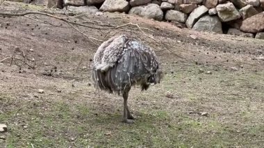 Çevresini keşfeden güzel bir kuş, gezerken canlı tüyler ve merak sergiliyor.