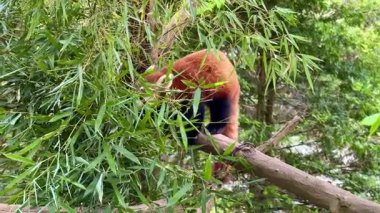 Biyolojik çeşitlilikle büyüyen yemyeşil bir ortamda, meraklı bir kırmızı panda bir dalda bambu keşfediyor.