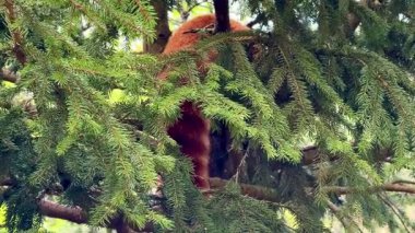 Bir kırmızı panda, yeşil yapraklar ve güzel yemyeşil yapraklarla çevrili bir ağacın tepesinde konforlu bir şekilde oturur.